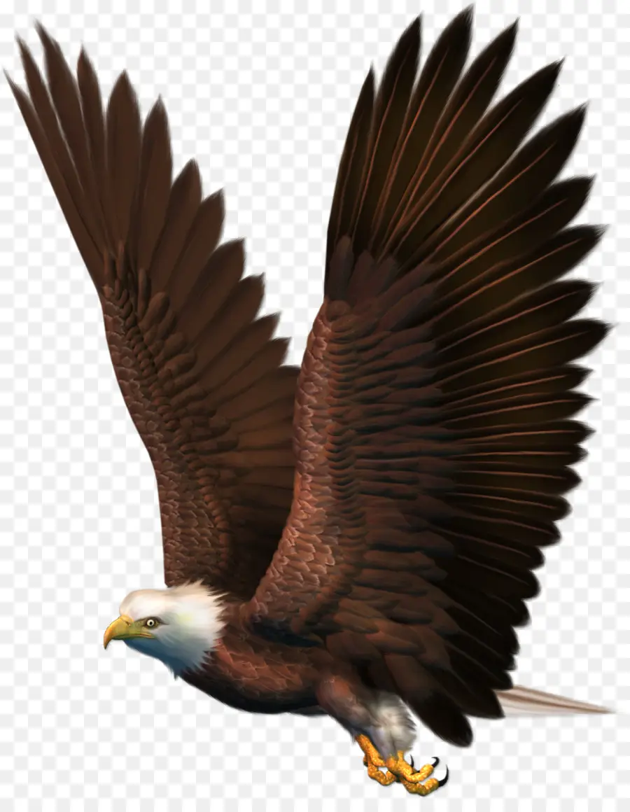 Águila，Alas PNG