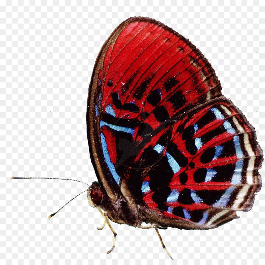 Mariposa Colorida，Insecto PNG