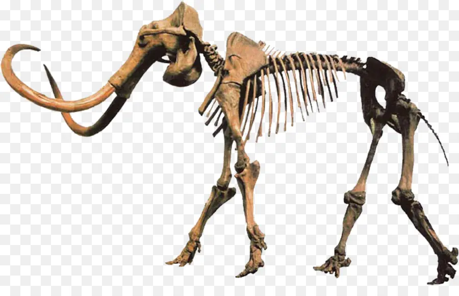 Plioceno，Mamut Lanudo PNG