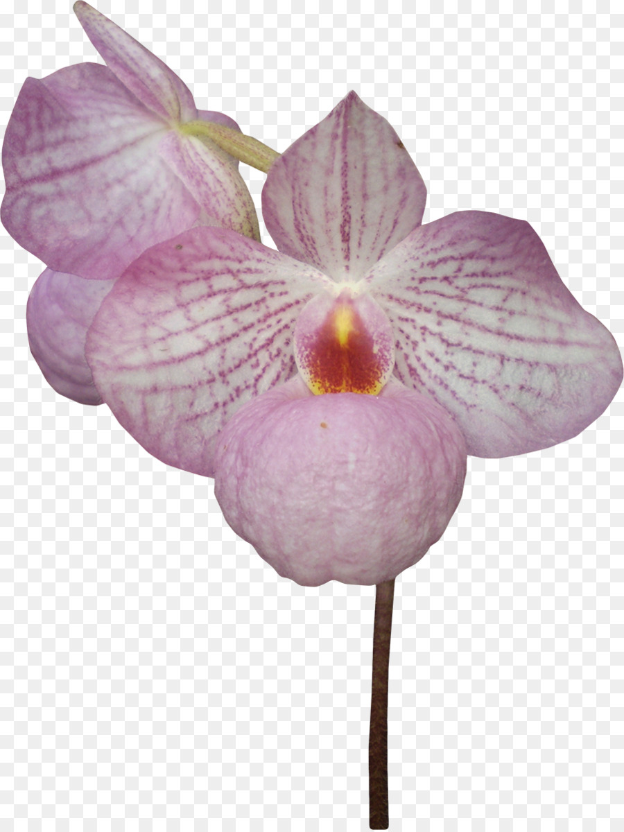 Orquídea Blanca，Floración PNG