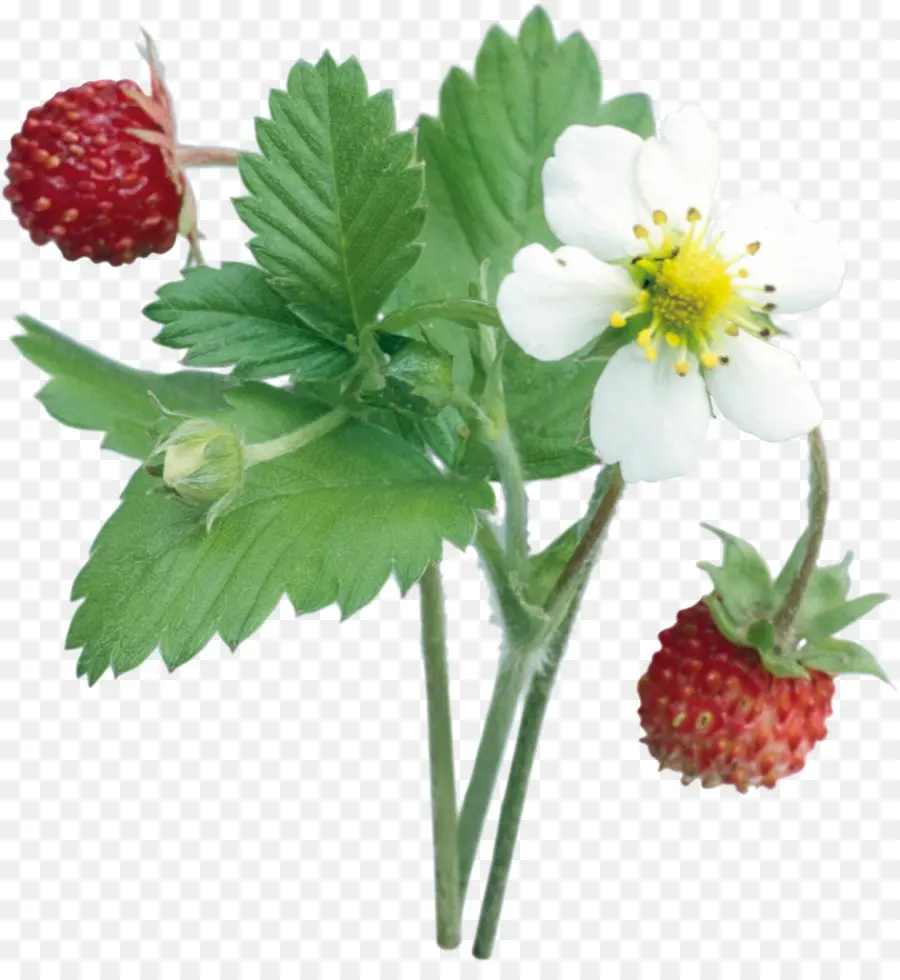 Fresa，La Fruta PNG