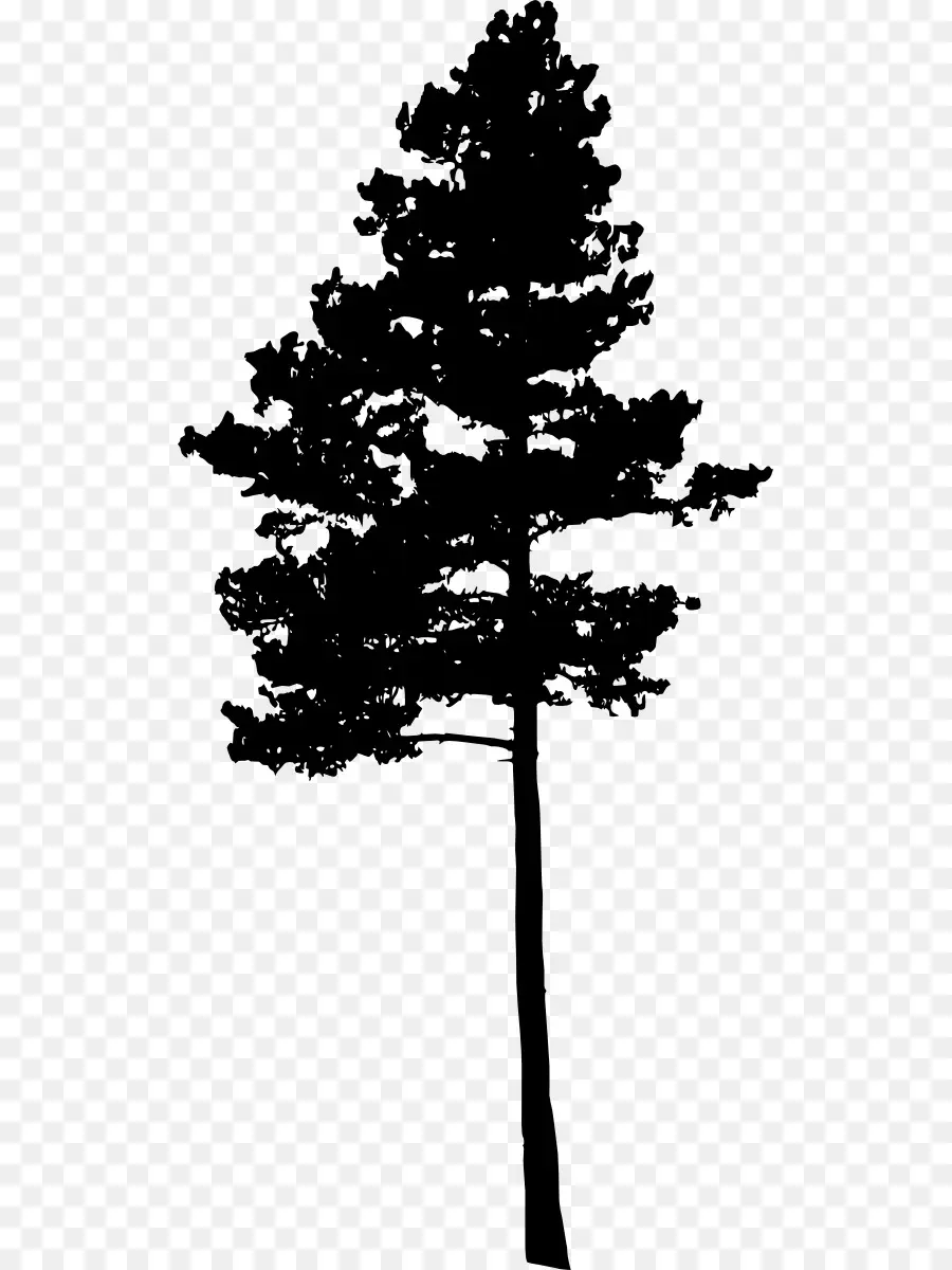 Pino，árbol PNG