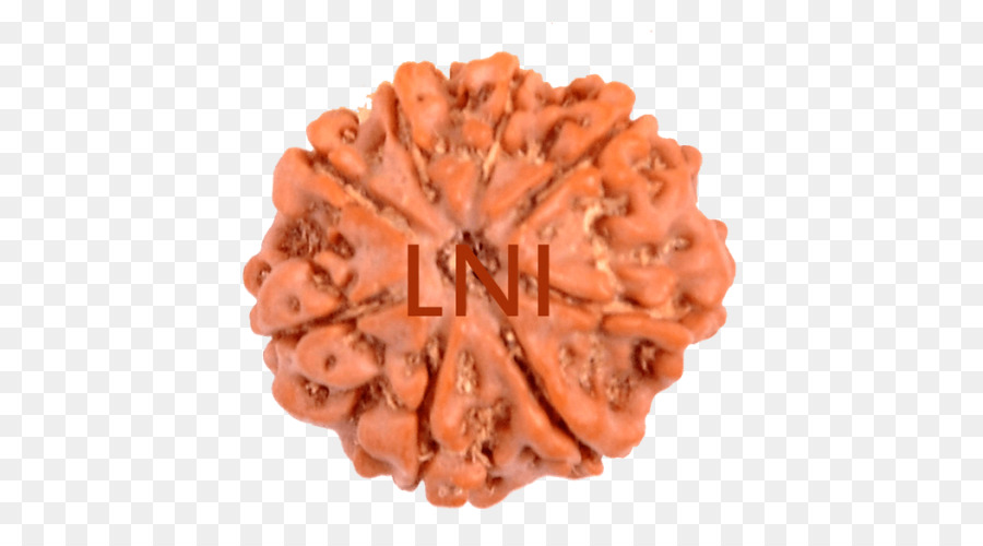 Rudraksha，Shiva PNG