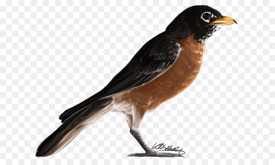 Pájaro，Plumas PNG