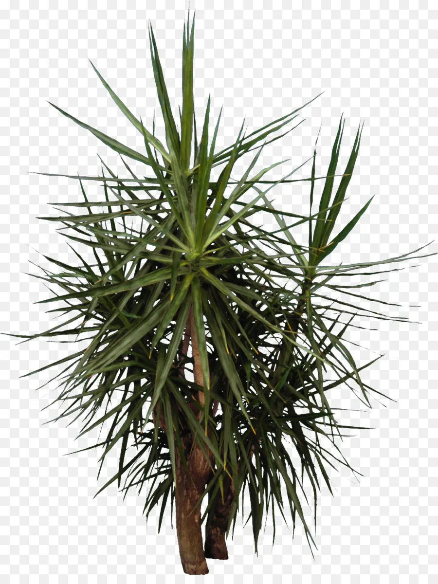 Arecaceae，árbol PNG