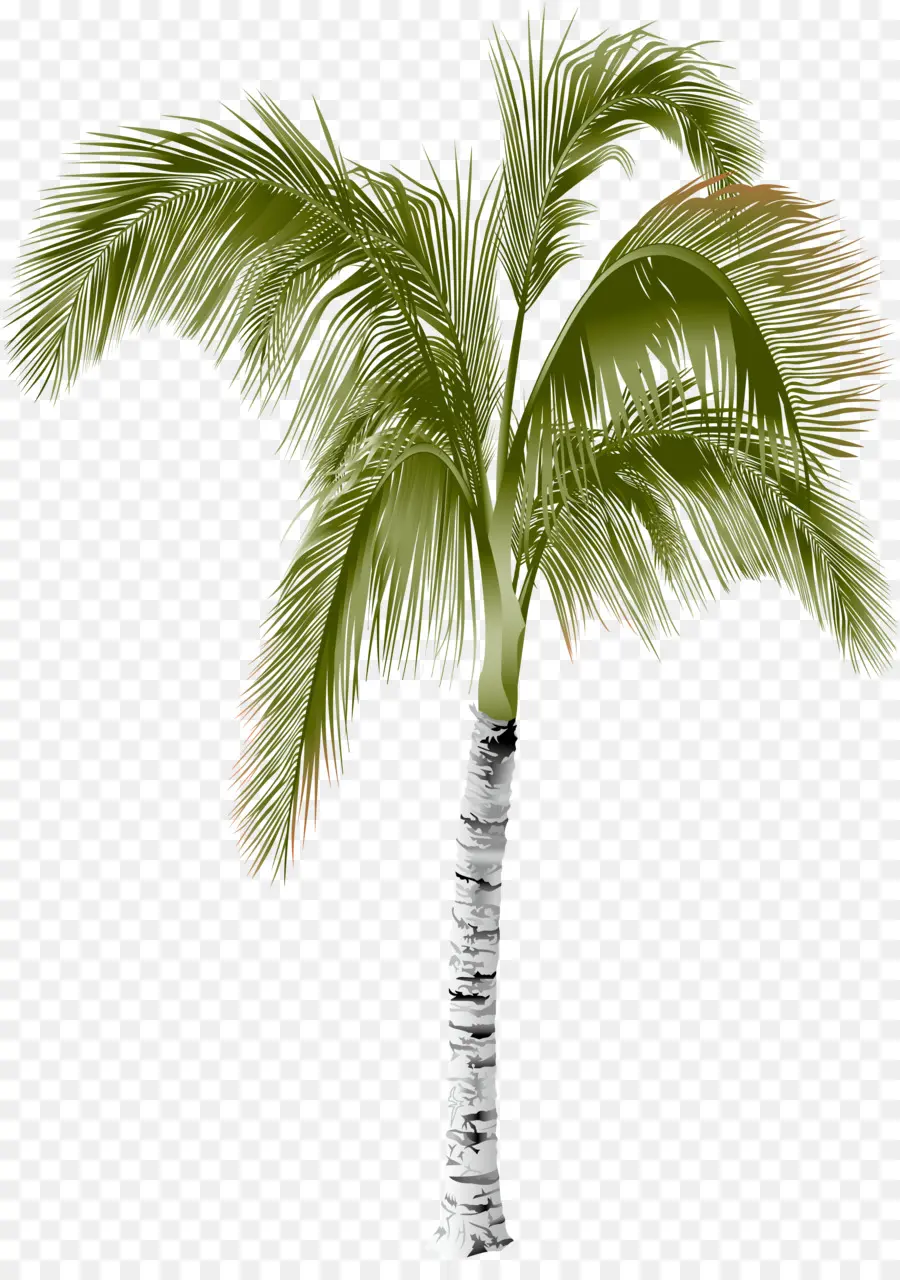 Arecaceae，Areca Palm PNG