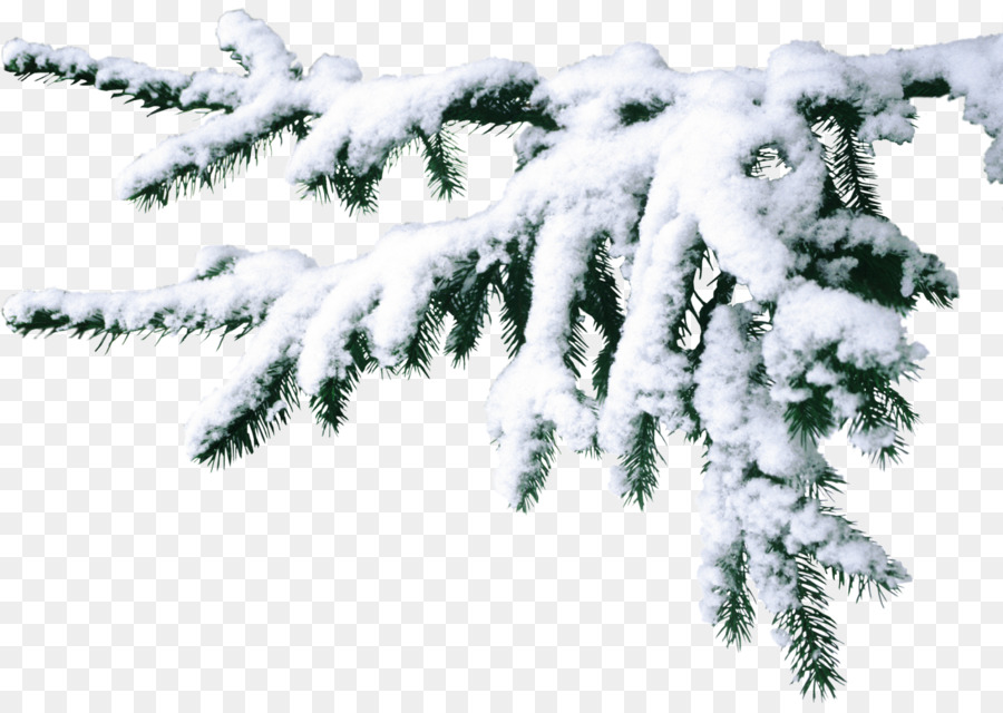 Árbol Cubierto De Nieve，Invierno PNG