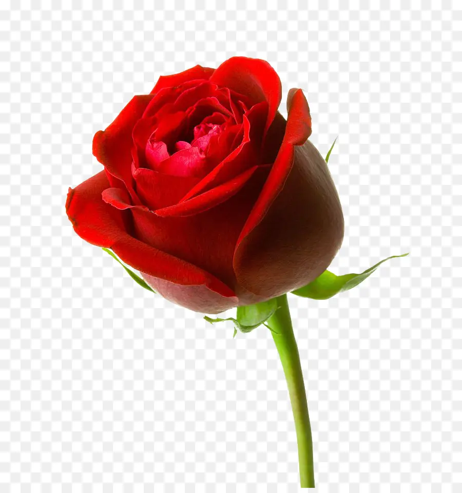 Rosas Rojas，Ramo PNG