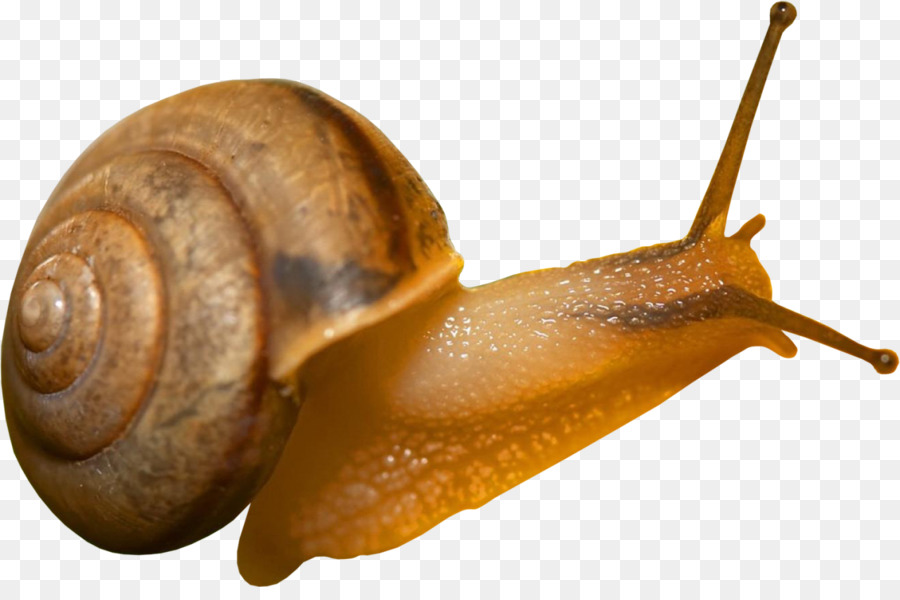 Caracol，Moco PNG