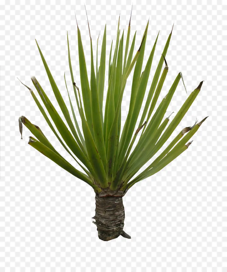 Planta，Agave PNG