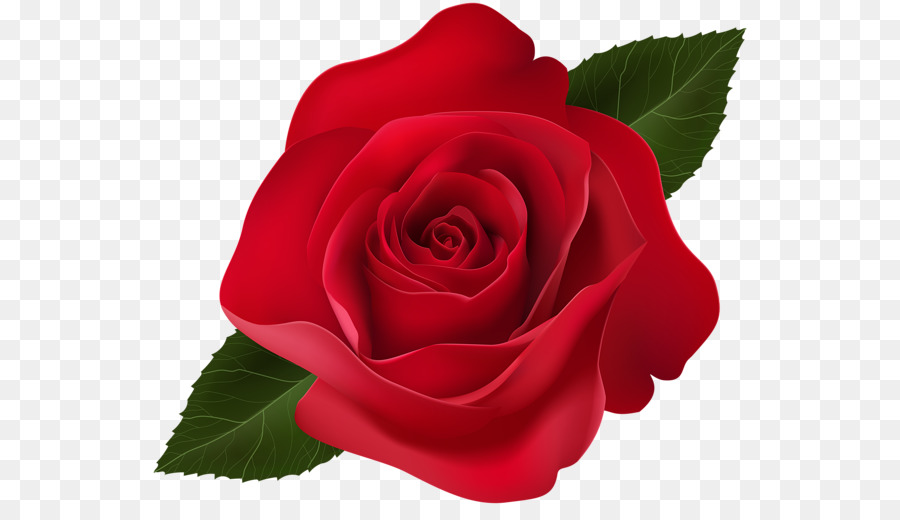 Rosa Roja，Floración PNG