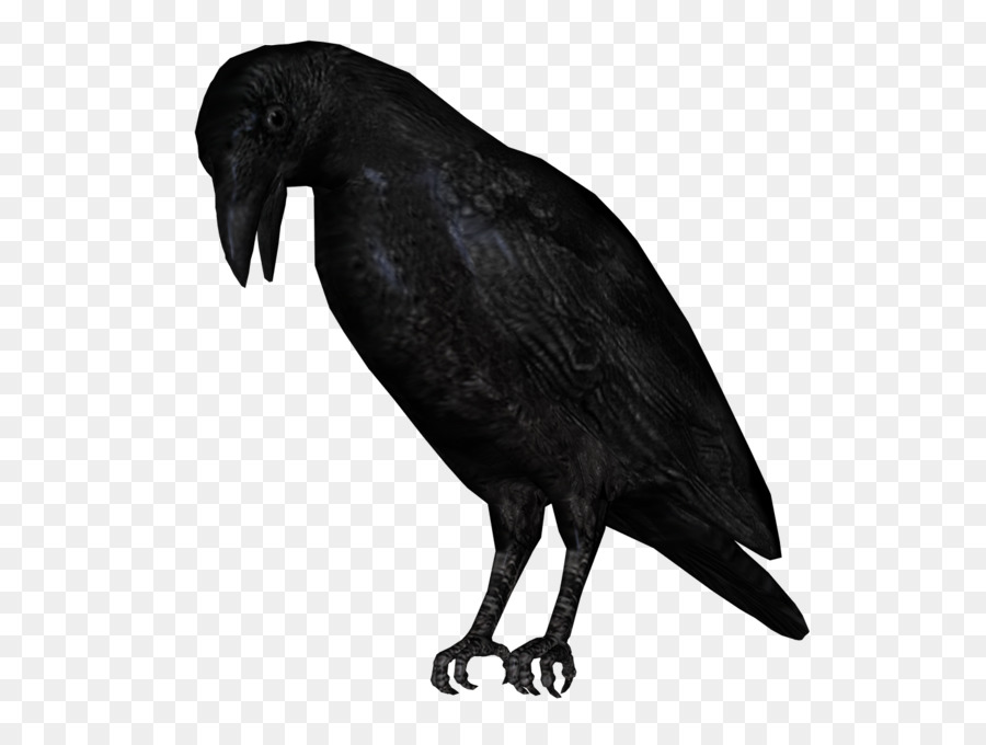 Pájaro，Cuervo Americano PNG