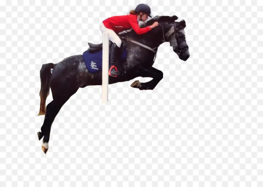 Caballo，Los Caballos PNG