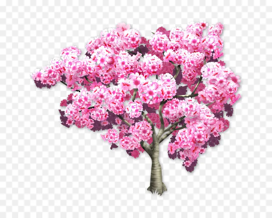 Árbol De Cerezo En Flor，Flores PNG