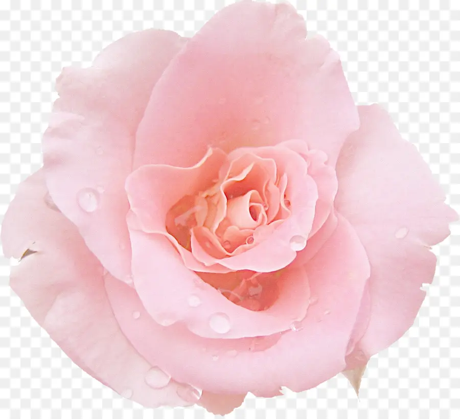 Rosa，Flor PNG