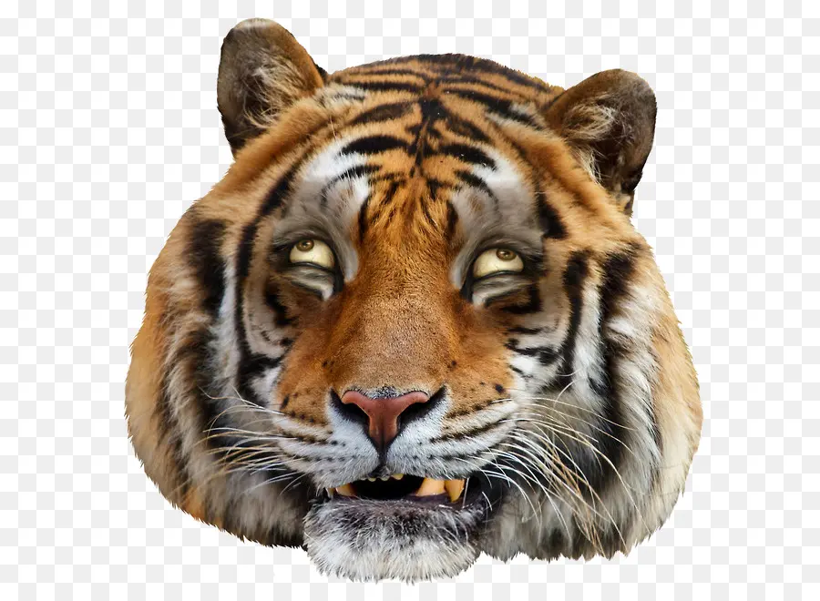 Tigre，Youtube PNG