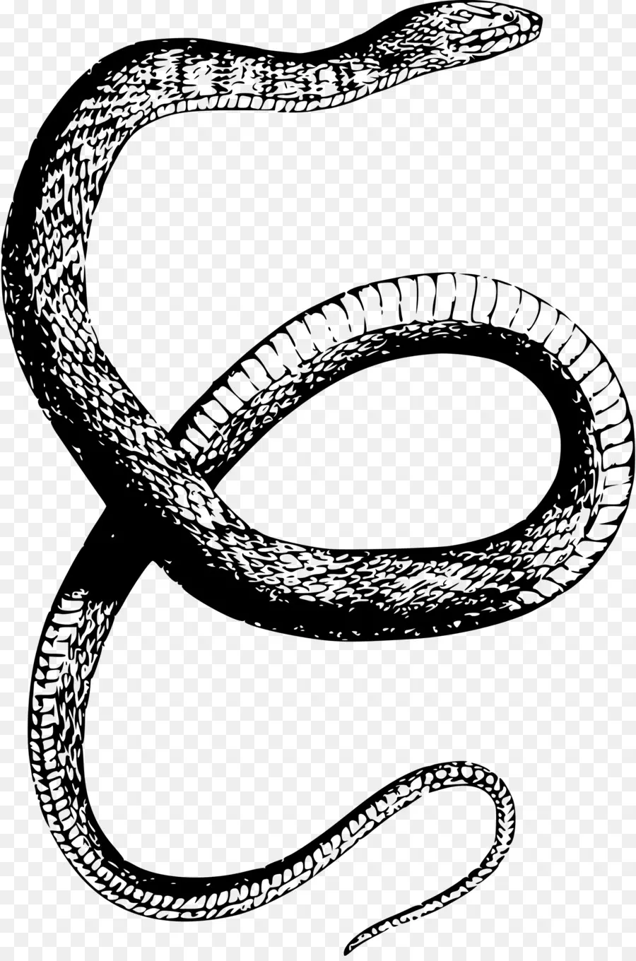 La Serpiente，Dibujo PNG