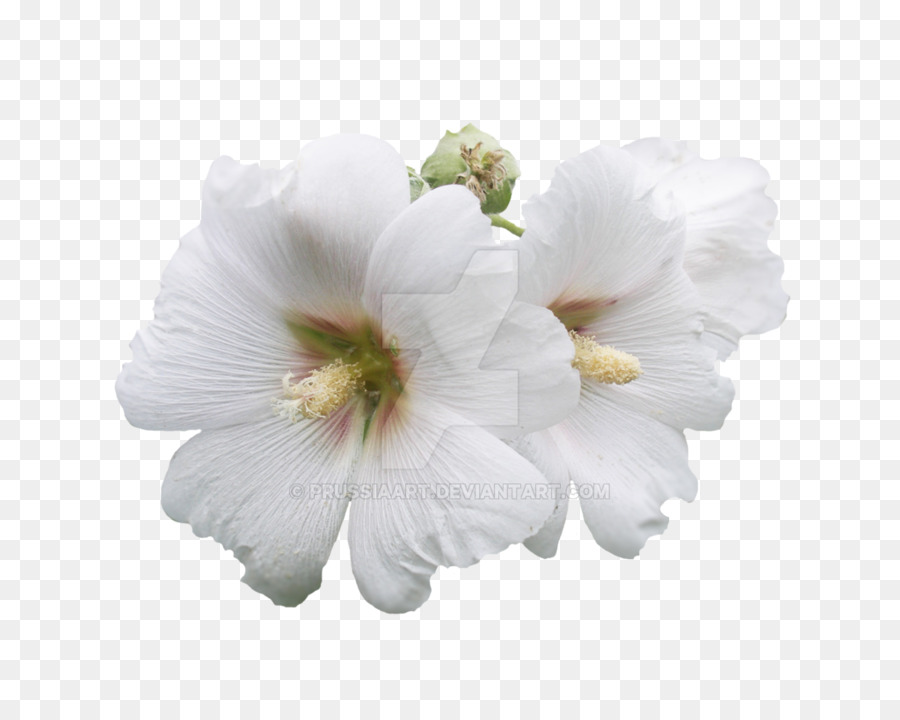 Flor，Mallows PNG