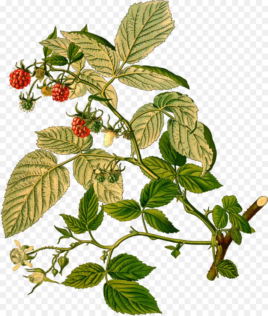 Rubus，La Frambuesa Roja PNG