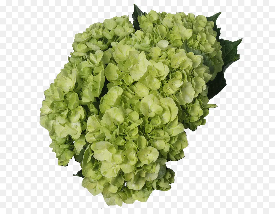 Hortensia，Verde PNG