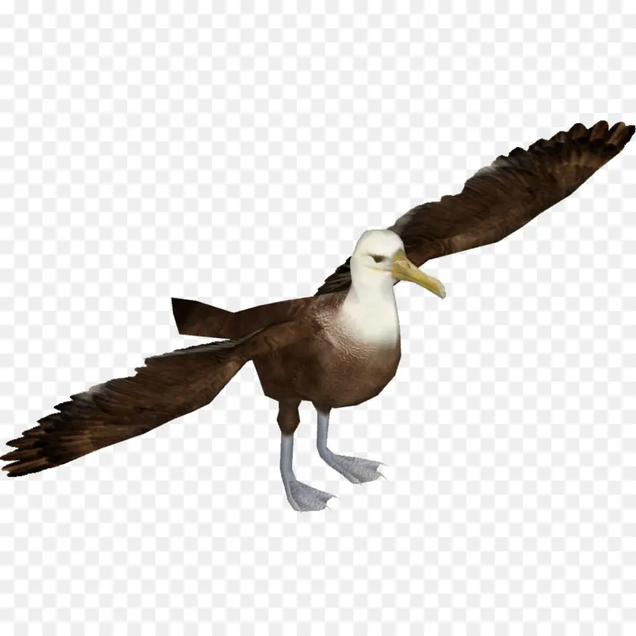 Albatros，Pájaro PNG