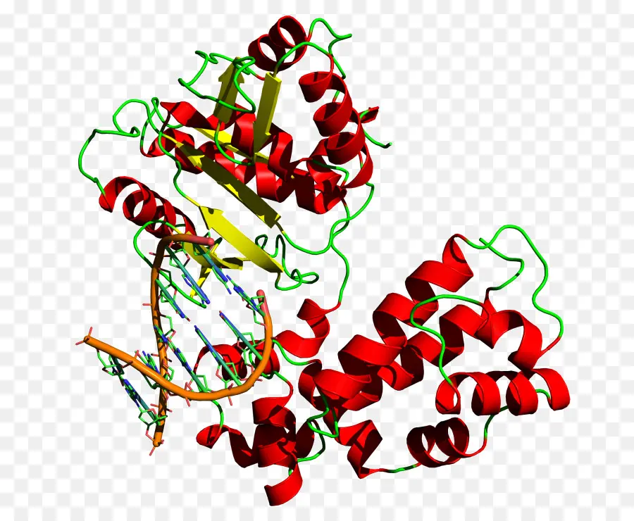 Estructura De La Proteína，Molécula PNG