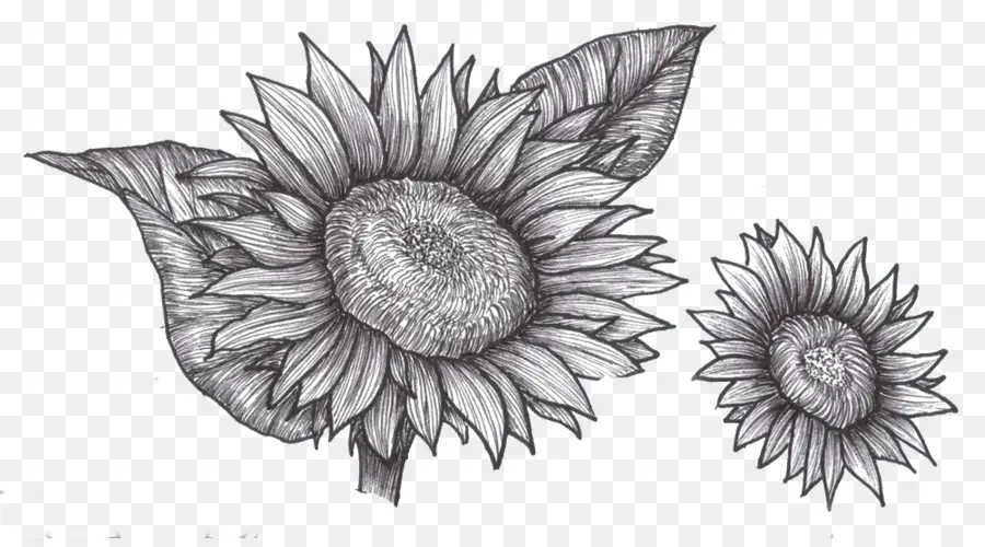 Dibujo，Común De Girasol PNG