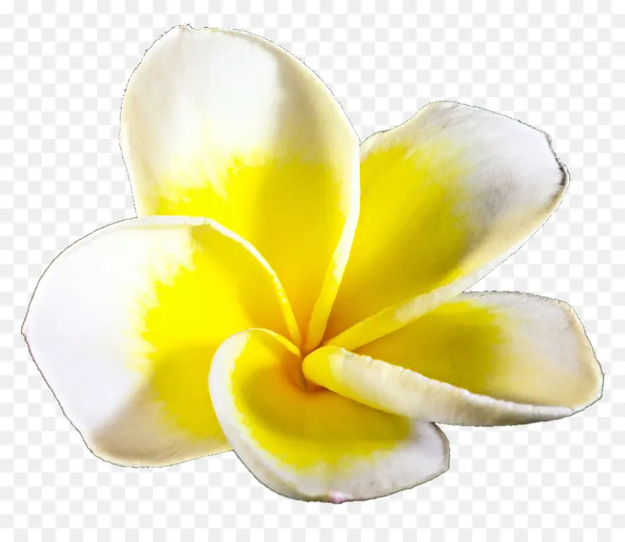 Flor Blanca Y Amarilla，Blanco PNG