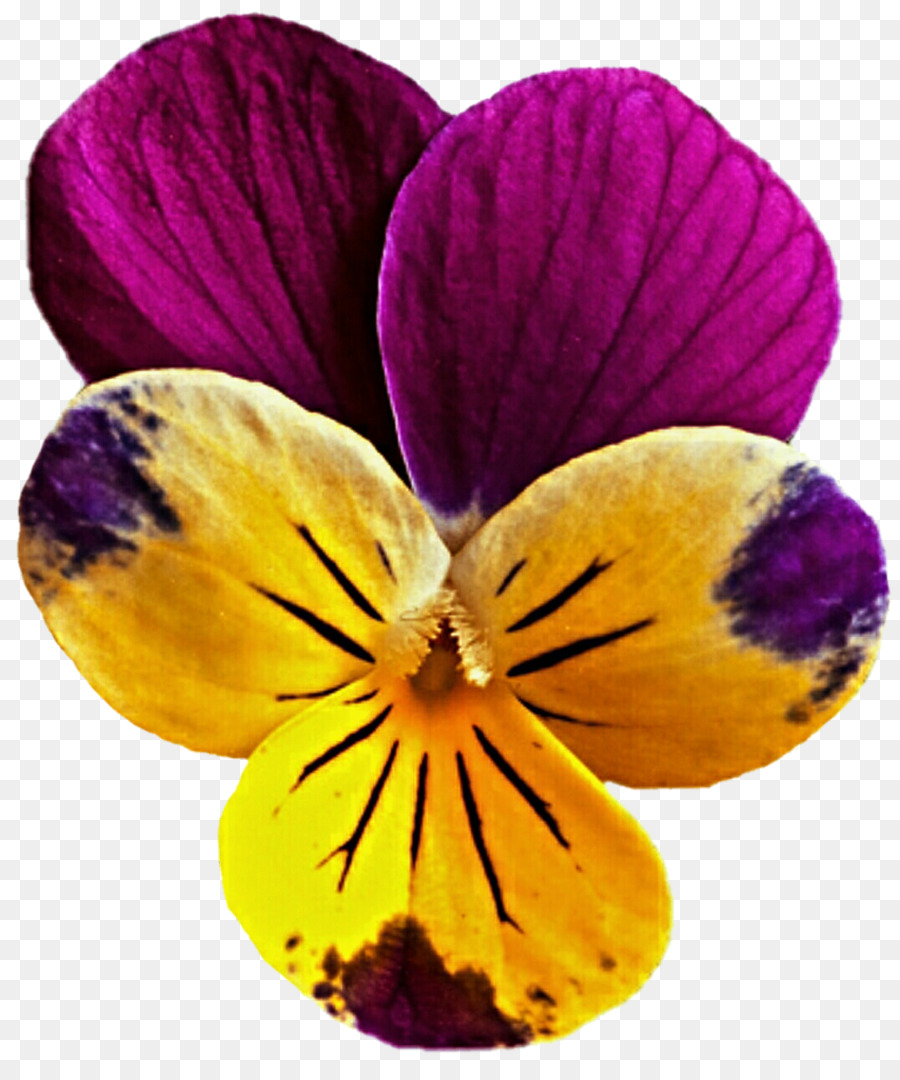 Flor Morada Y Amarilla，Pétalos PNG