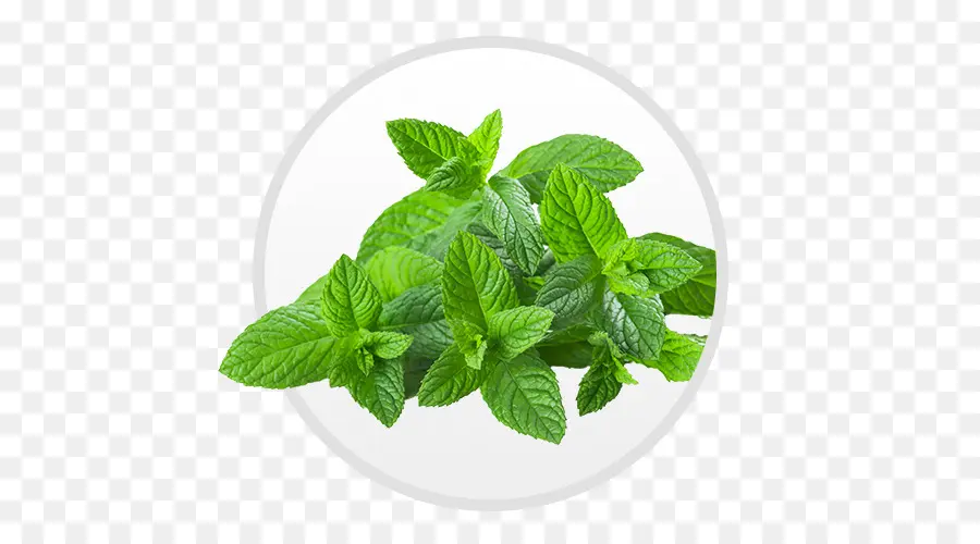 Té，Menta PNG