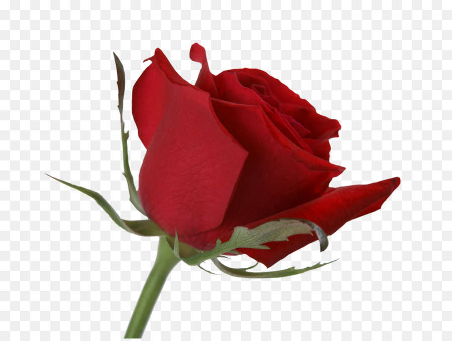 Rosa Roja，Florecer PNG