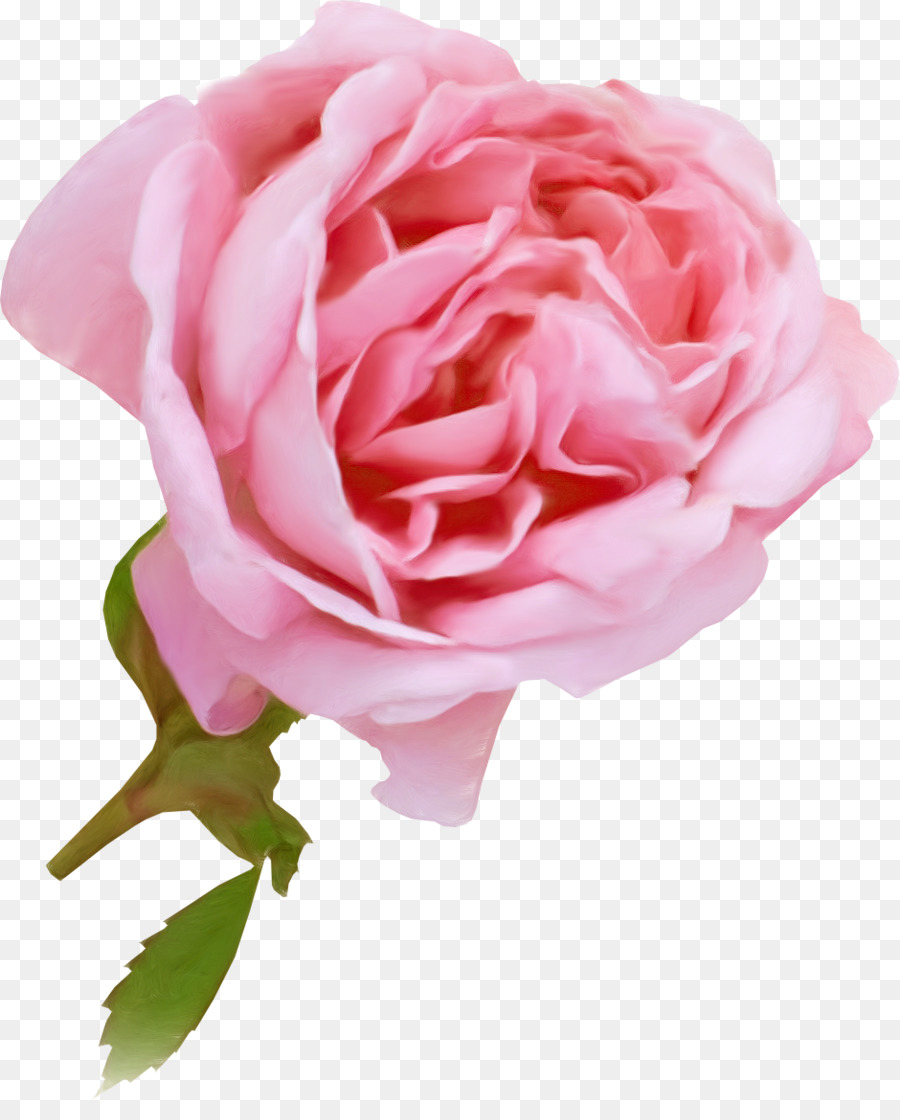 Las Rosas De Jardín，Rosas Centifolia PNG