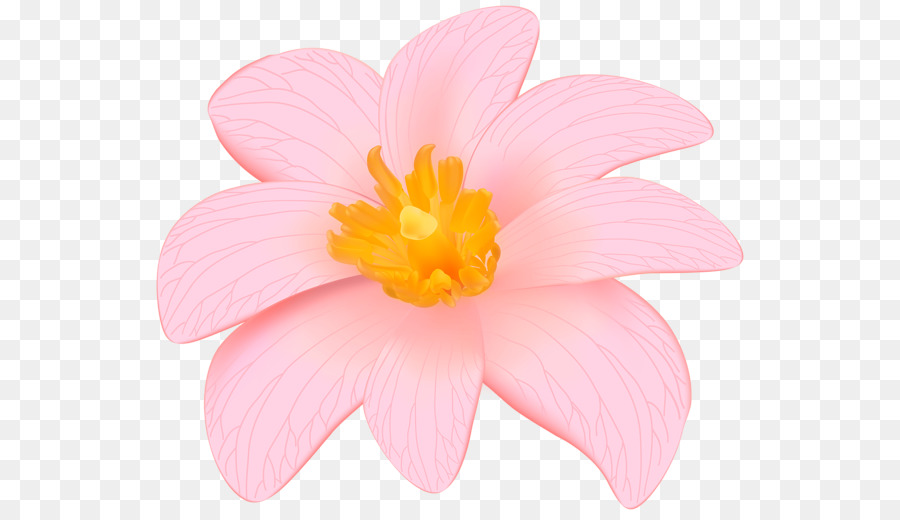 Fondo De Escritorio，Flores De Color Rosa PNG