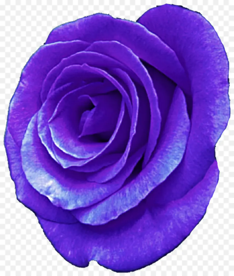 Rosa Morada，Florecer PNG