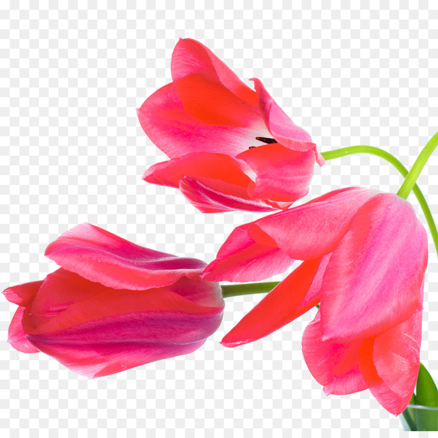 Tulipanes，Rojo PNG