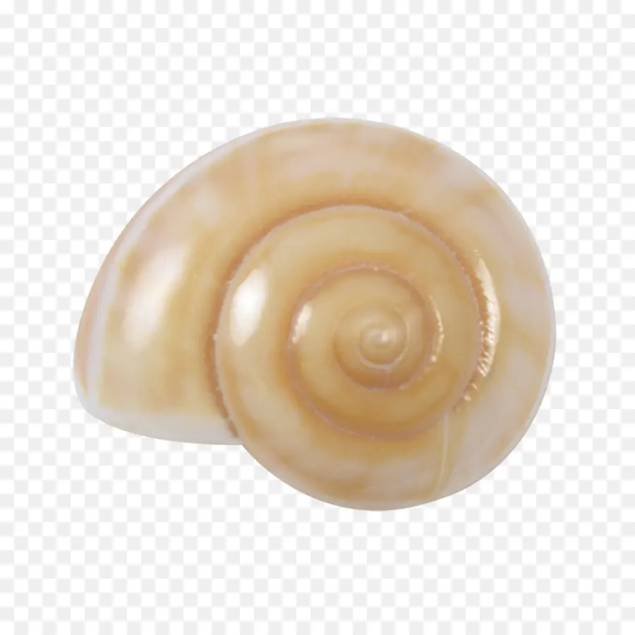 Concha，Caracol PNG