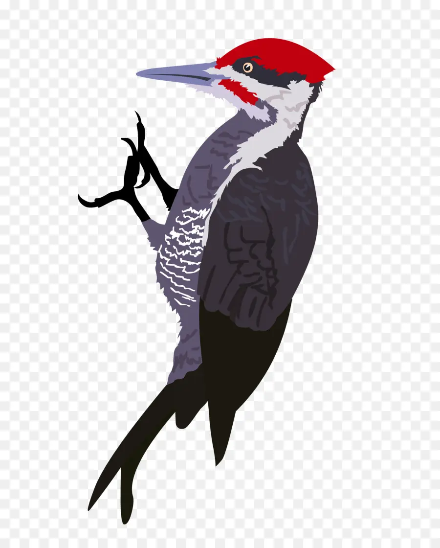 Pájaro Carpintero，Cabeza Roja PNG