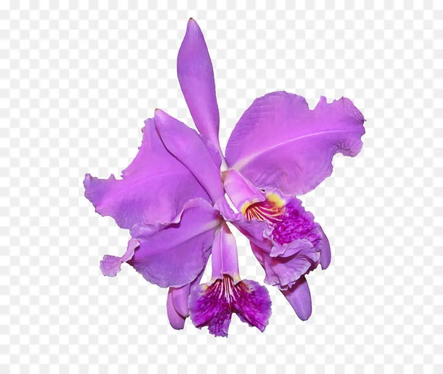 Las Orquídeas，Flor PNG