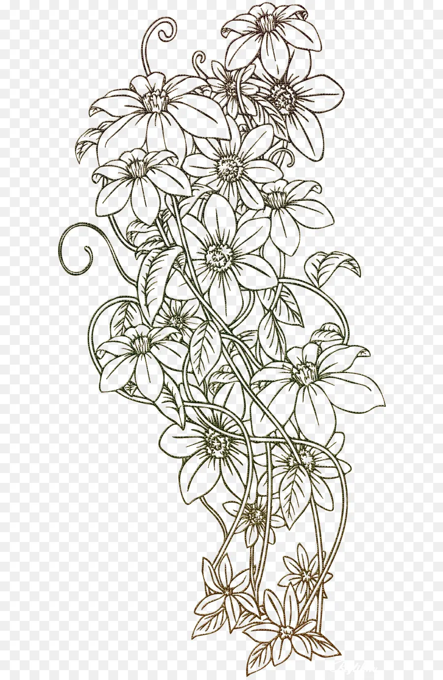 Dibujo De Flores，Floral PNG