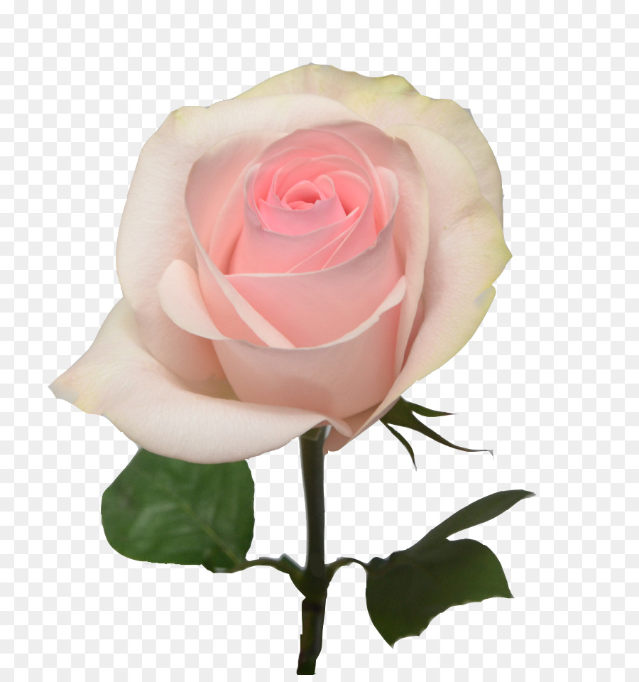 Rosa Rosa，Floración PNG