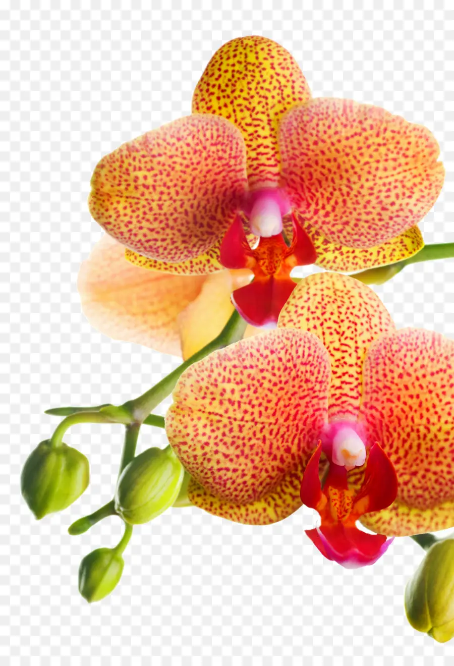 Flores De Orquídeas，Flores PNG