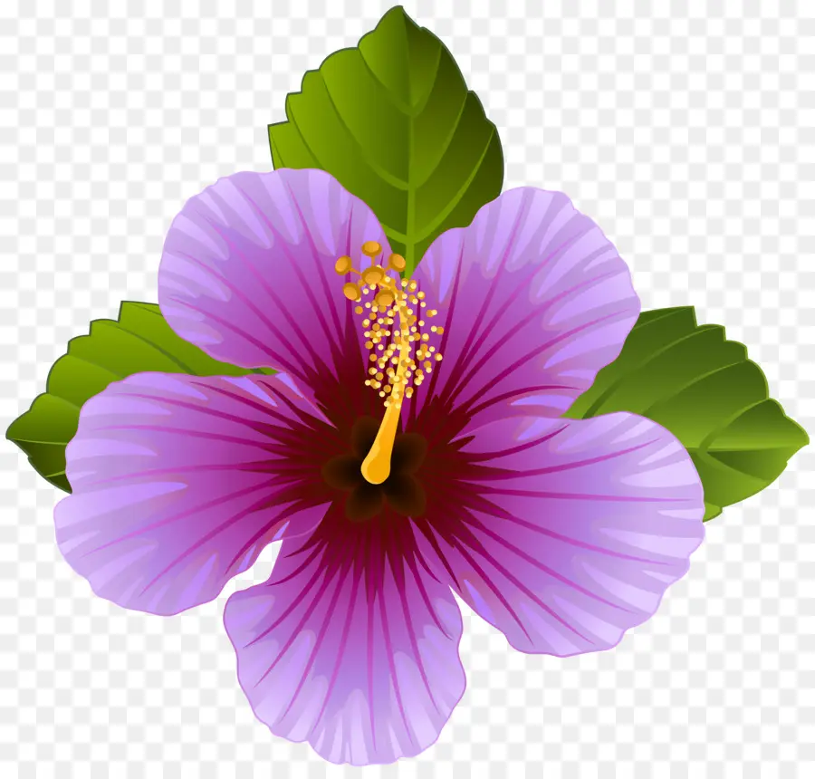 Flor，Púrpura PNG