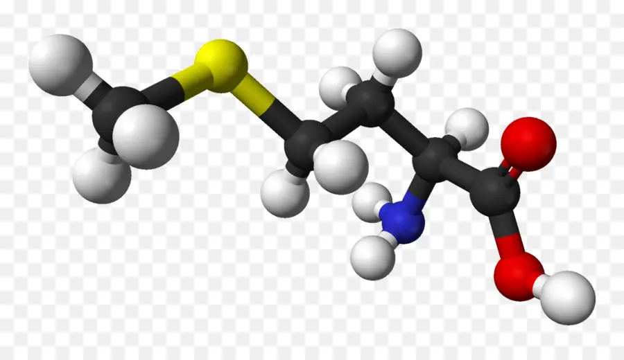 Metionina，Aminoácidos PNG