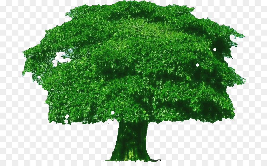 árbol Verde，Naturaleza PNG