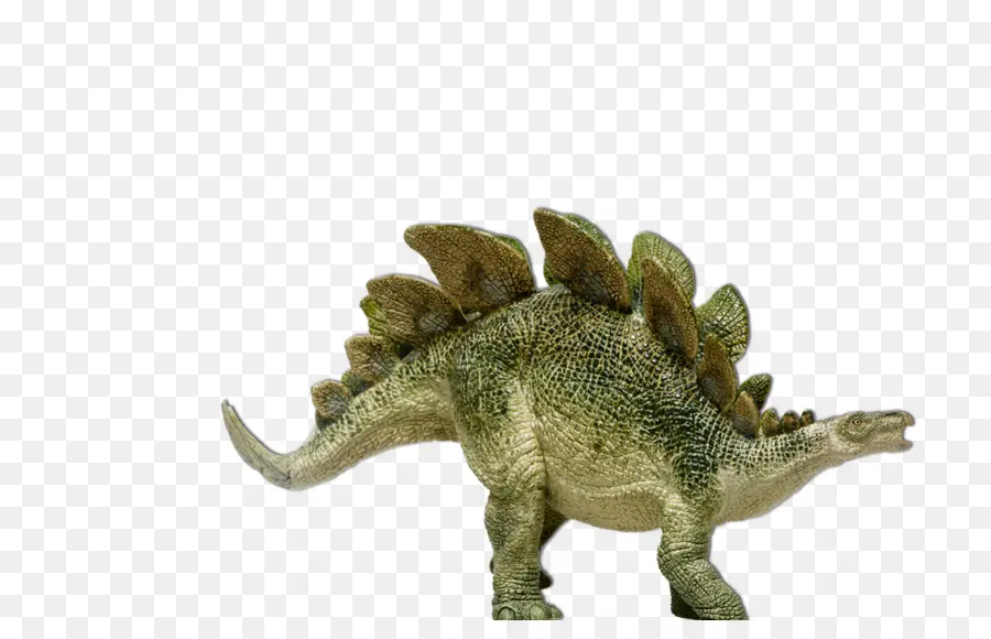 Stegosaurus，Dinosaurio PNG