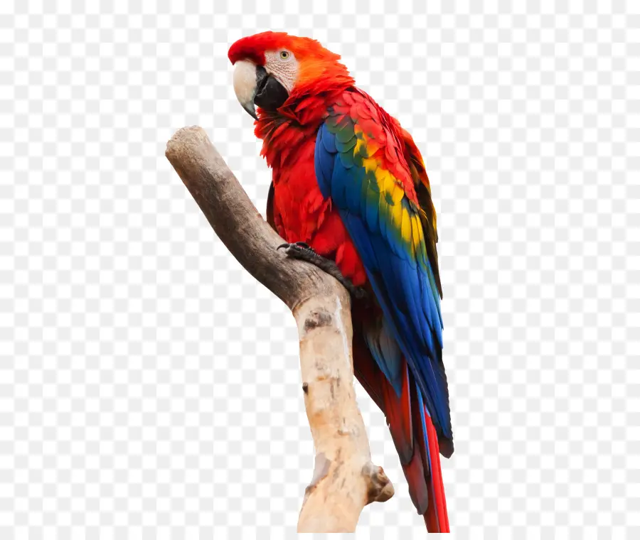 Parrot，La Guacamaya Roja PNG
