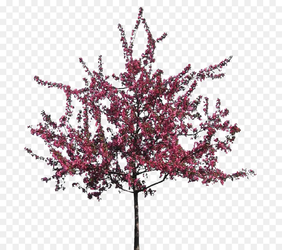 Árbol，Hojas PNG