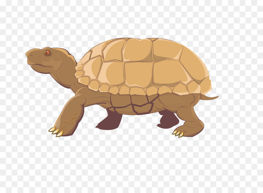 Tortuga，Reptiles PNG