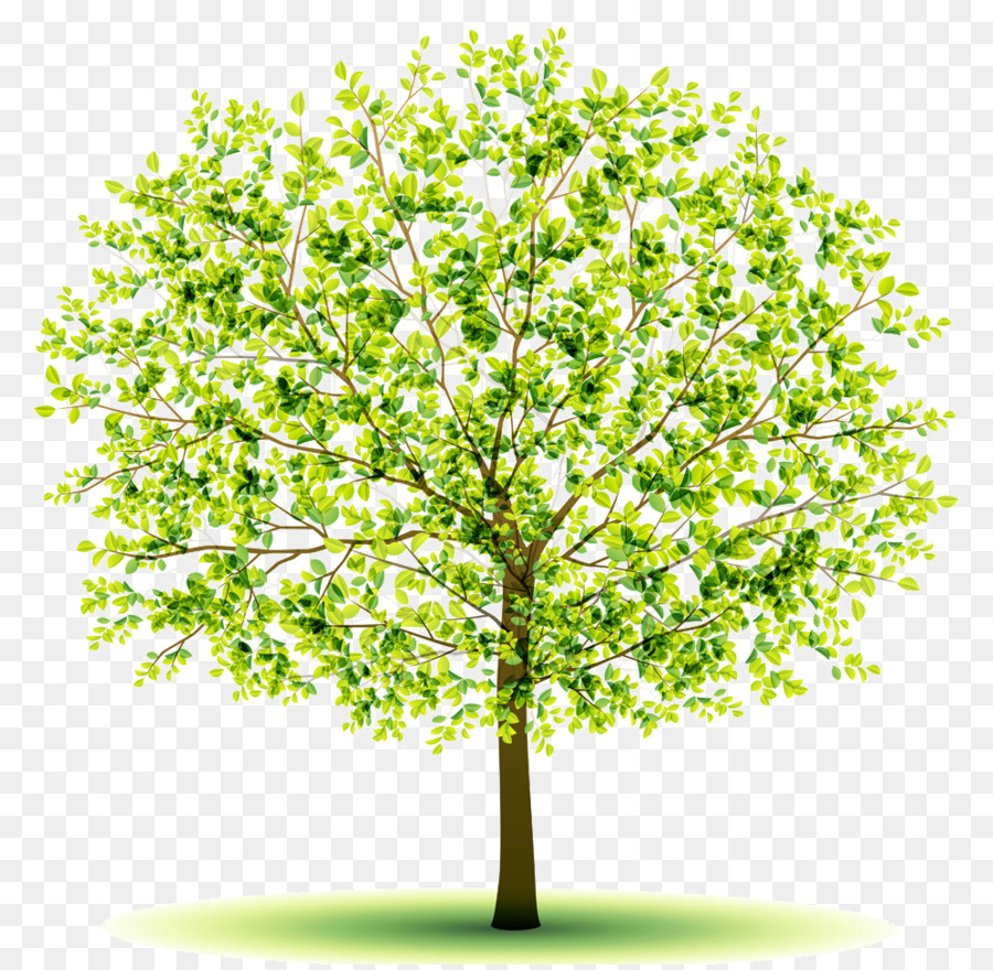 árbol，Postscript Encapsulado PNG