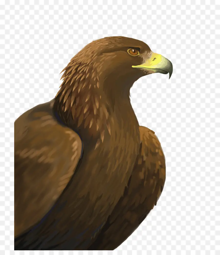 Águila，Rapaz PNG